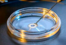 Fertilização in Vitro